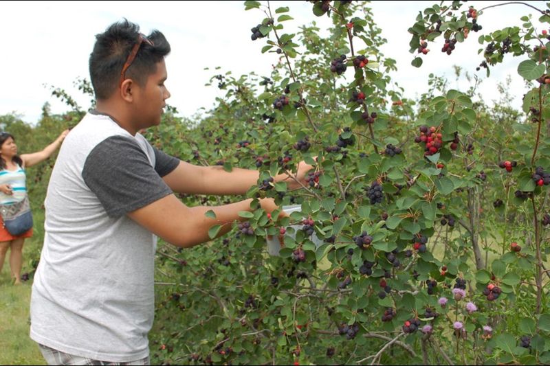 Saskatoon Berry Picking in Saskatchewan