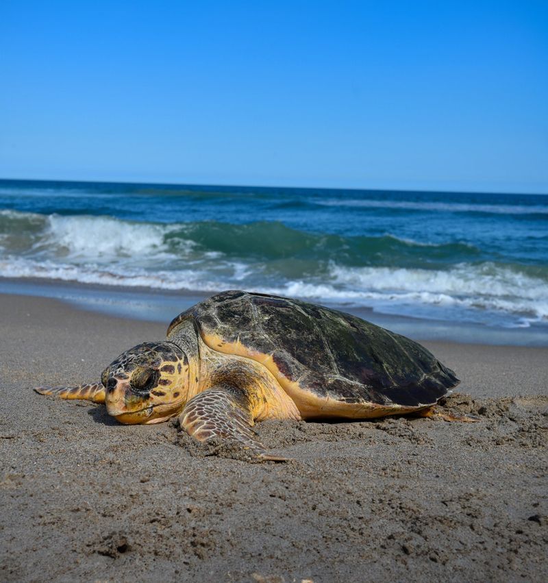 Sea Turtle Nesting Season Awareness