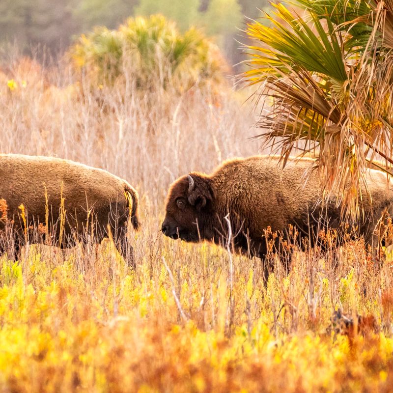 Paynes Prairie Preserve