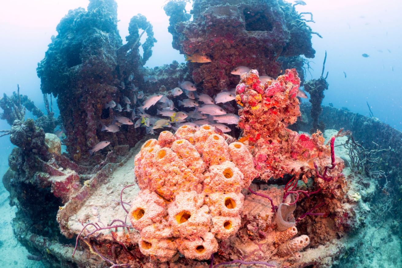 Fiesta Key's Shipwreck Snorkel Garden