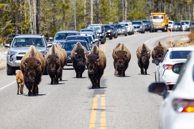 Traffic Jams of the Wild Kind