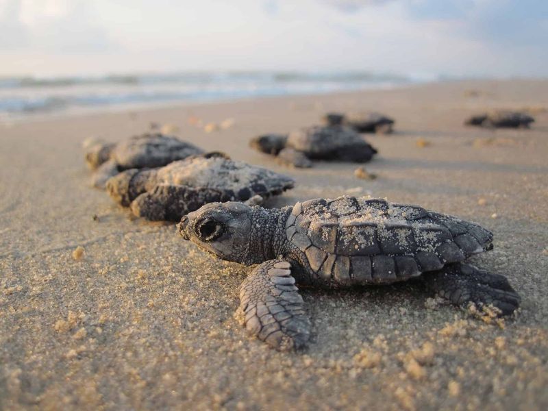 Turtle Island, Malaysia