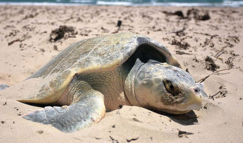 Endangered Sea Turtle Nesting Ground