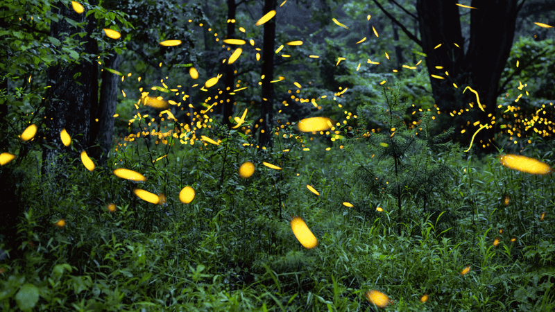 Foping Nature Reserve, China