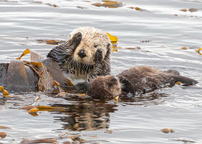 Sea Otter Capital
