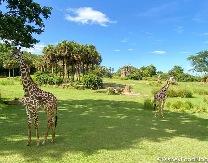 Savor the Savanna