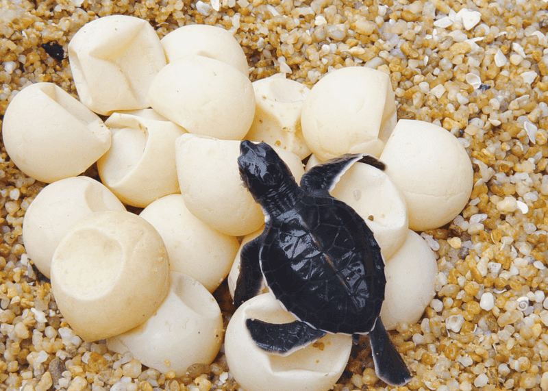 Sea Turtle Eggs