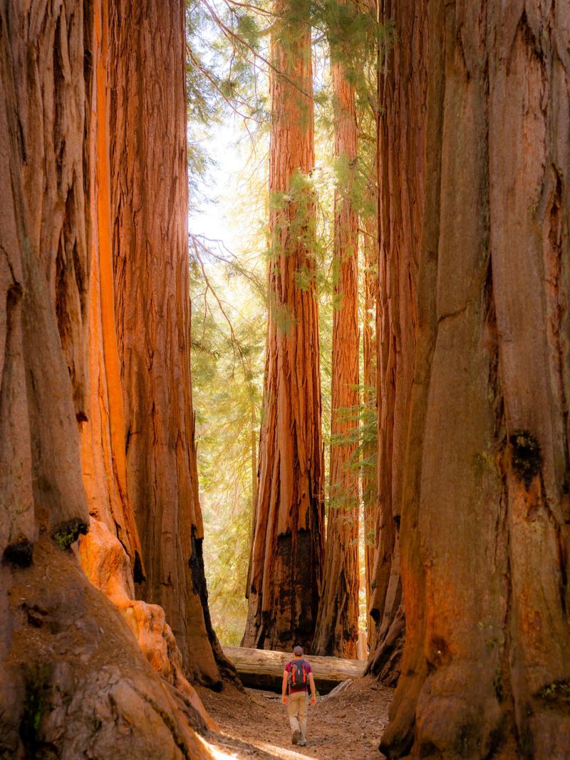 Sequoia National Park, California