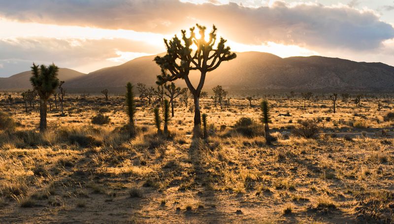 Joshua Tree National Park, California