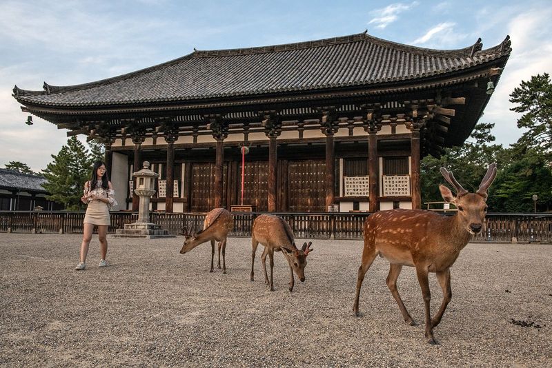 Visiting the Historic Temples of Nara
