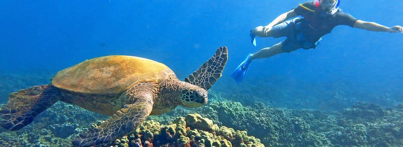 Swimming with Sea Turtles