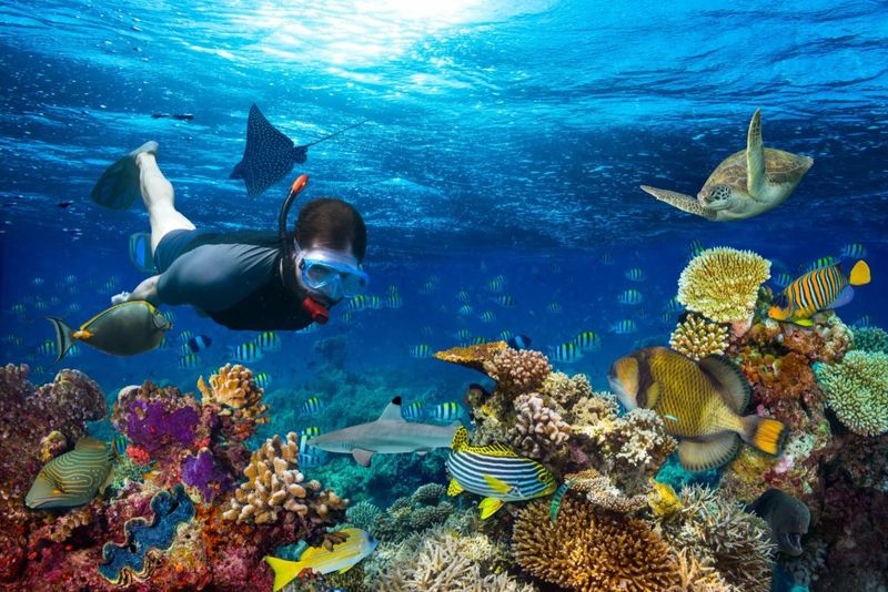 Snorkeling in the Maldives