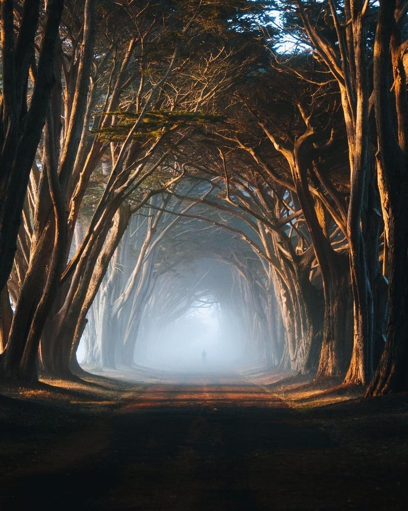 Cypress Tree Tunnel Leading to Mission Ranch