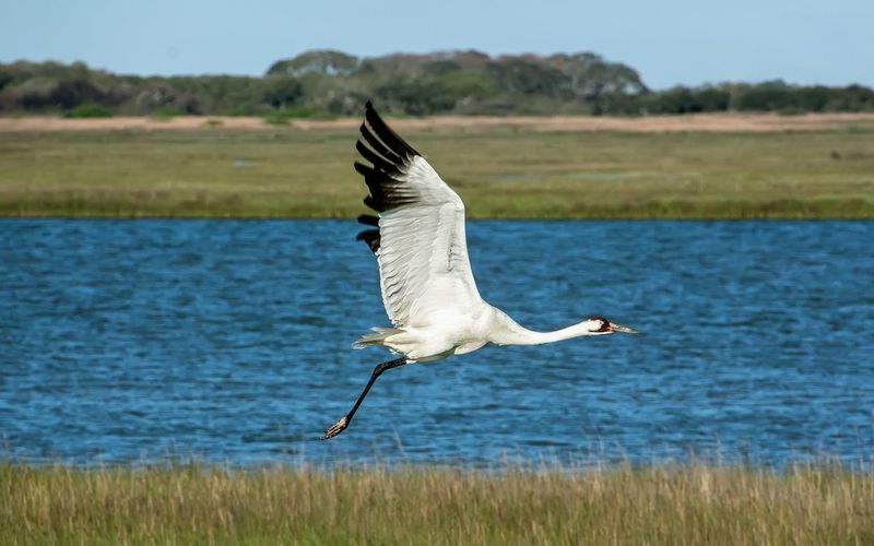 Birdwatcher's Paradise