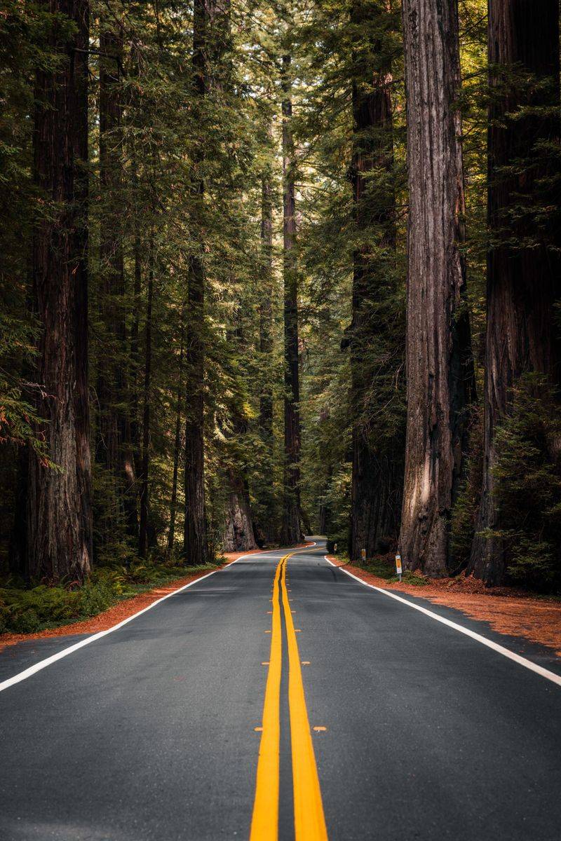 Avenue of the Giants