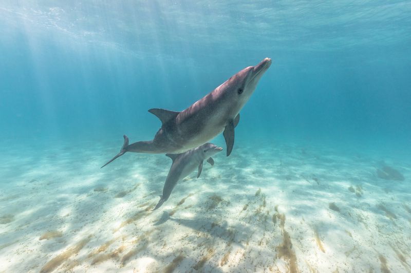 Ningaloo Reef, Australia - Coral Gardens and Cetaceans