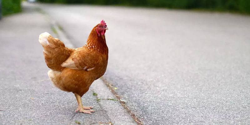Chickens Must Respect Traffic Rules