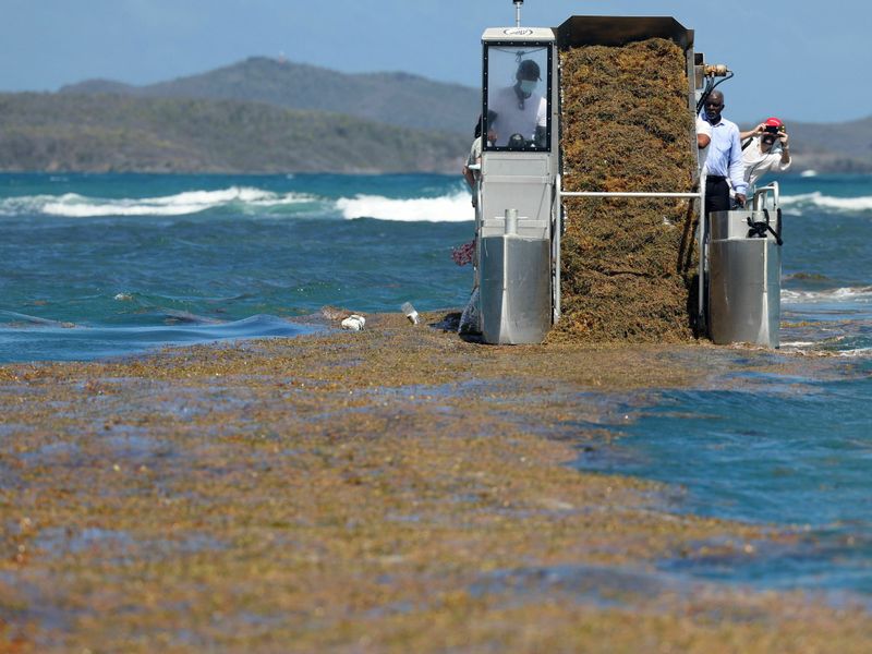 Seaweed Management Policies