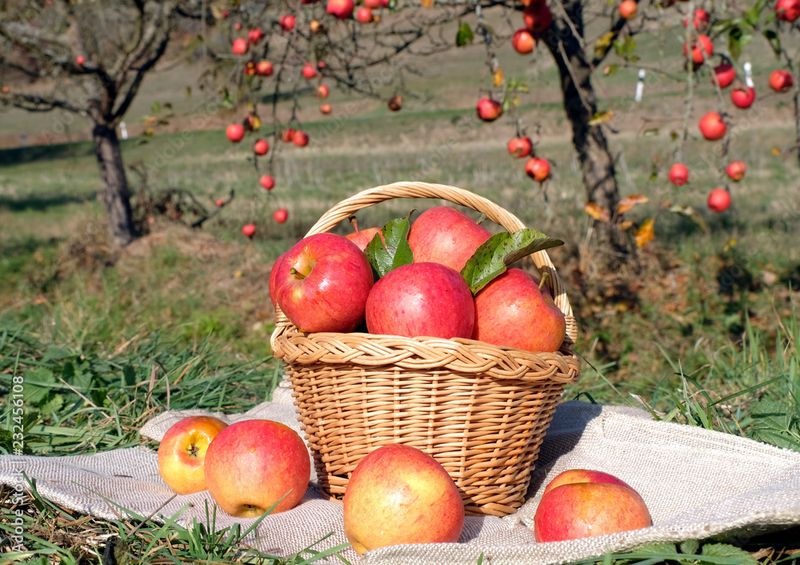 Apples