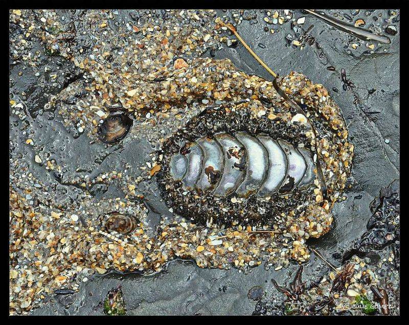 Gold Beach's Fossil Hunting Paradise