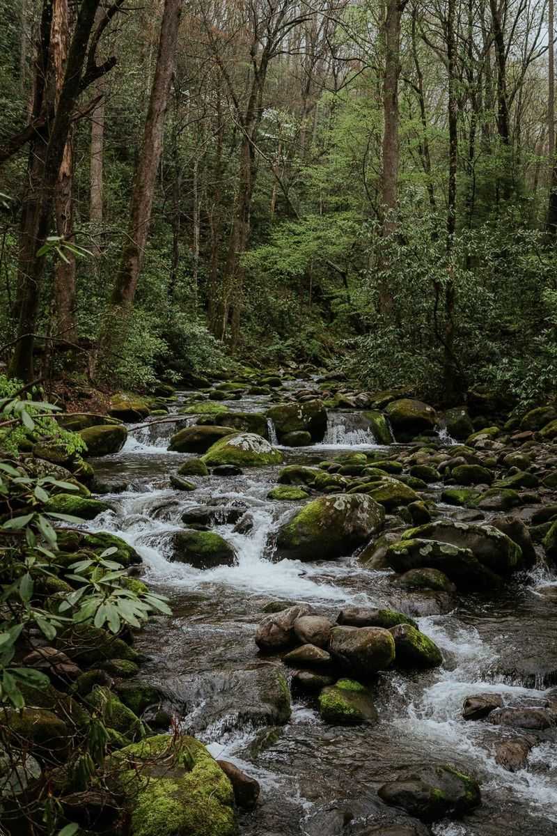 Great Smoky Mountains
