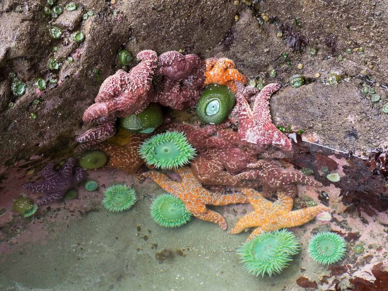 Sunset Park's Tidal Pools