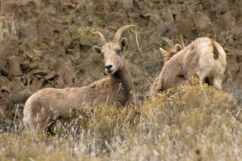 Rocky Mountain Bighorn Sheep Rule the High Cliffs