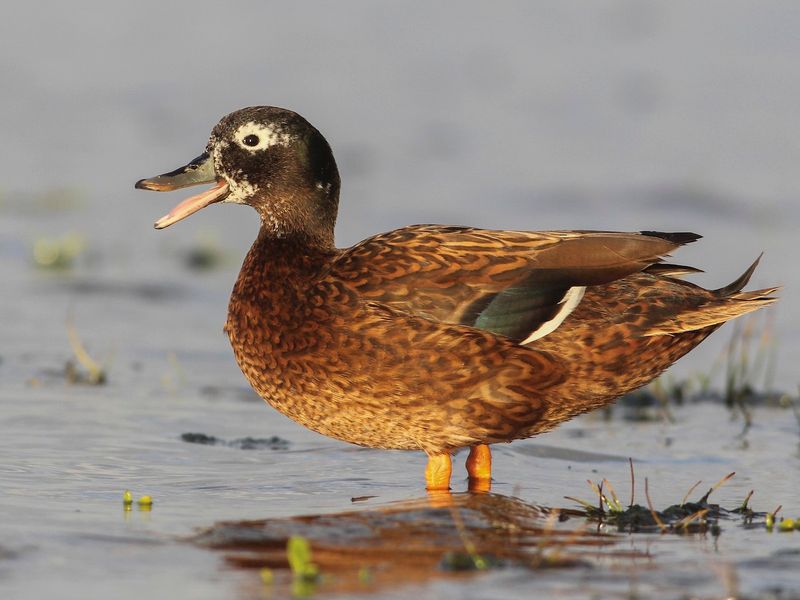 Laysan Island Duck Habitat