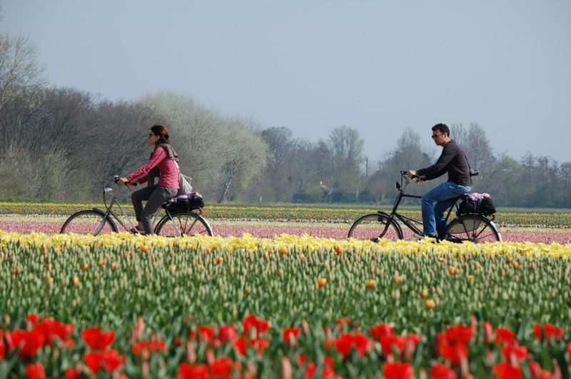 Cycling through the Netherlands