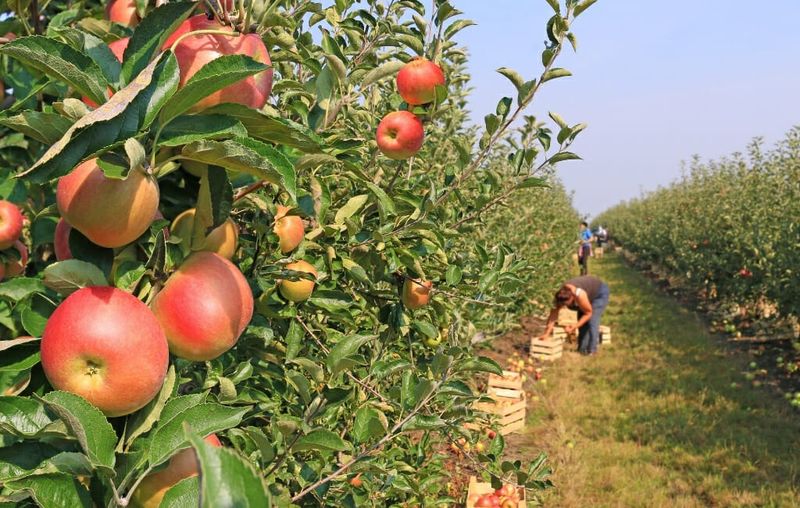 Apple Capital of California