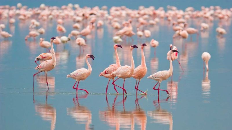 Lake Nakuru, Kenya