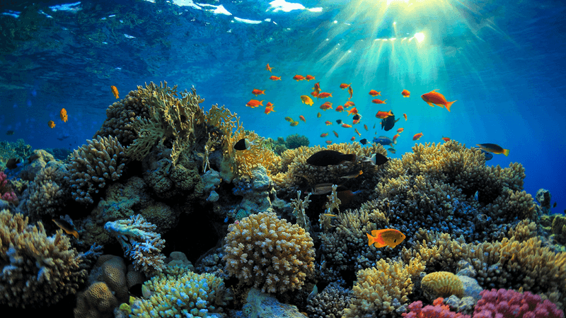 Great Barrier Reef, Australia: Living Ocean Treasure