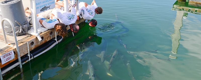 Plantation Key's Tarpon Feeding Frenzy Beach