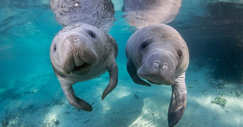 Crystal River's Manatee Playground