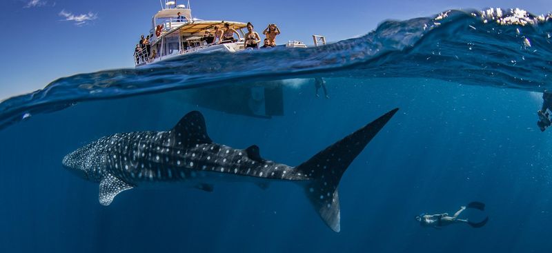 Ningaloo Reef