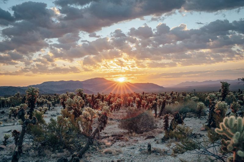 Joshua Tree National Park, California