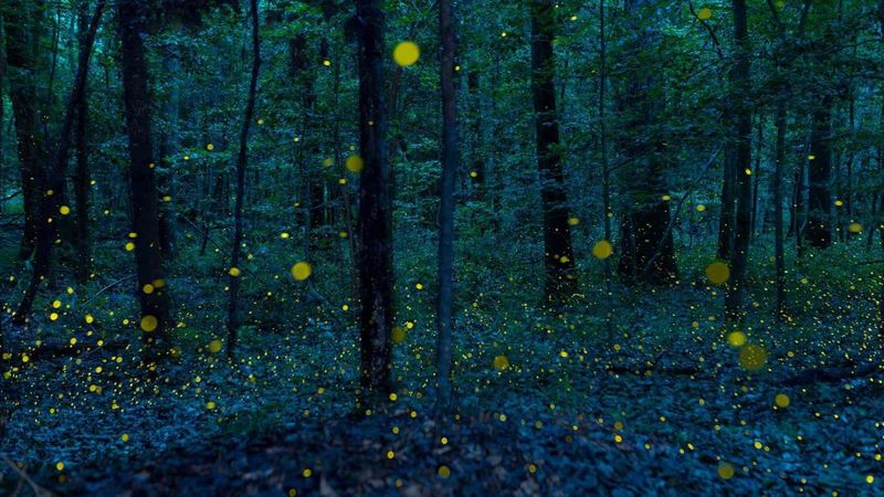 Congaree National Park, USA