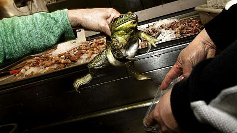 Live Frogs for Food