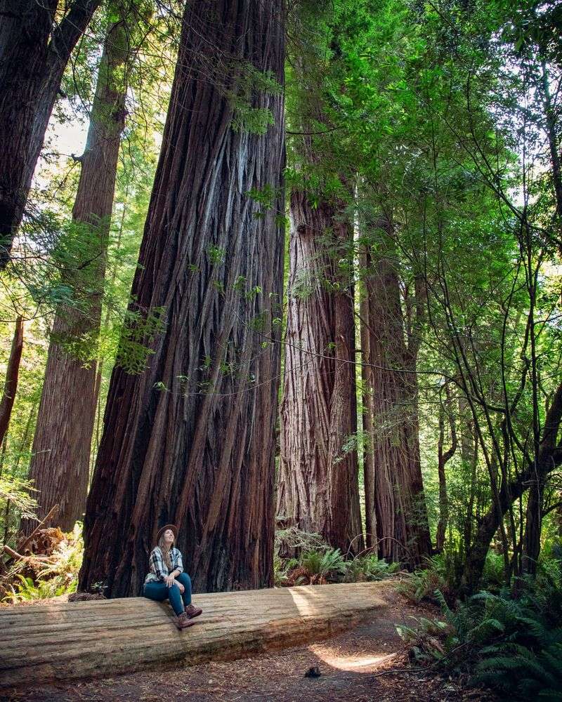 Redwood National and State Parks