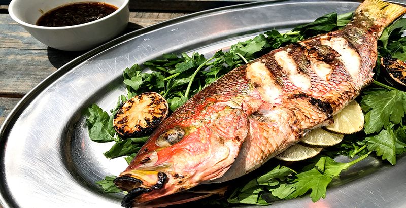Snapper - The Southern Gulf Gem