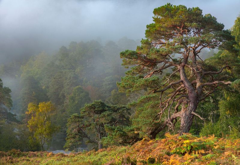 Caledonian Forest