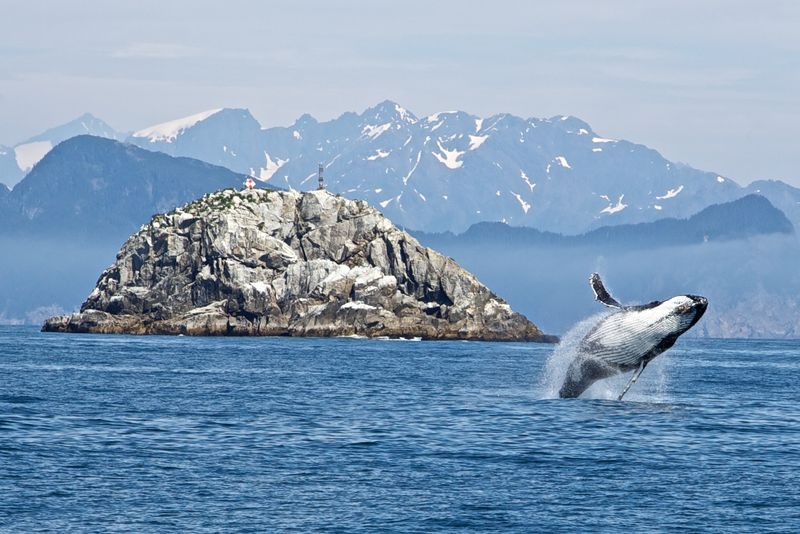 Majestic Marine Life: A Serenade at Sea