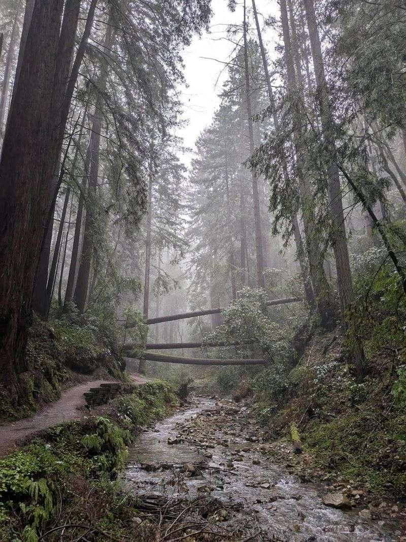 California's Redwood Coast