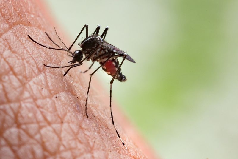 Insect Bites and Stings