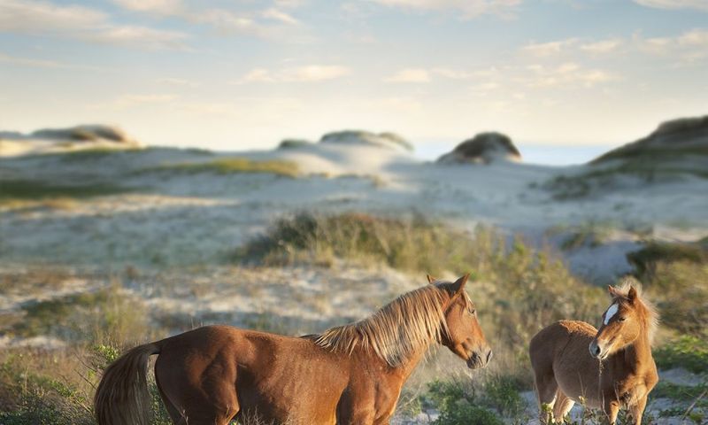 Carova Beach, North Carolina