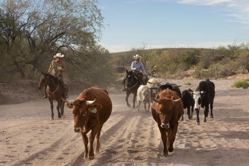 Cattle Drive Experience