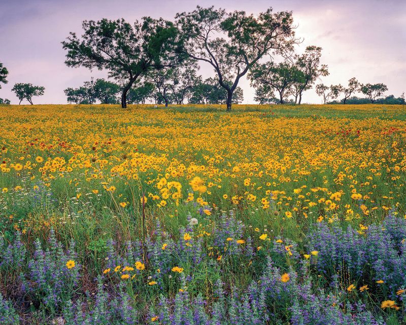 Lush Meadows and Picnic Spots
