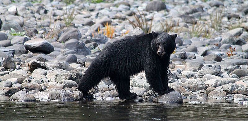 Wildlife Haven: Bears, Otters, and Eagles