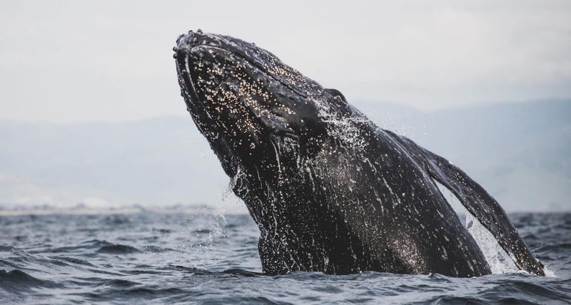 Whale Watching Expeditions