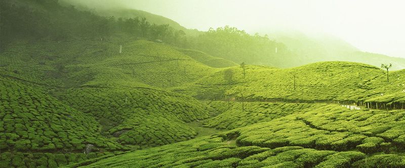 Munnar, Kerala